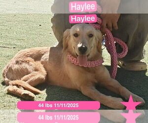 Golden Retriever Dogs for adoption in West Hollywood, CA, USA
