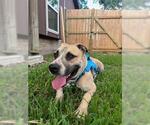 Small American Pit Bull Terrier-Labrador Retriever Mix