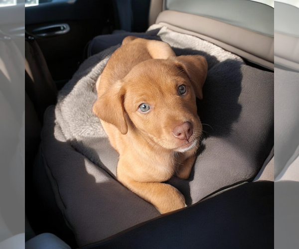 Medium Photo #3 Labrador Retriever-Unknown Mix Puppy For Sale in Mobile, AL, USA