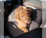 Small #2 Labrador Retriever Mix