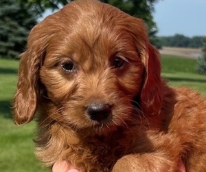 Goldendoodle (Miniature) Puppy for sale in HULL, IA, USA