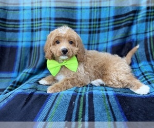 Cavapoo (Miniature) Puppy for sale in LAKELAND, FL, USA