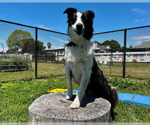 Border Collie Dogs for adoption in Santa Cruz, CA, USA