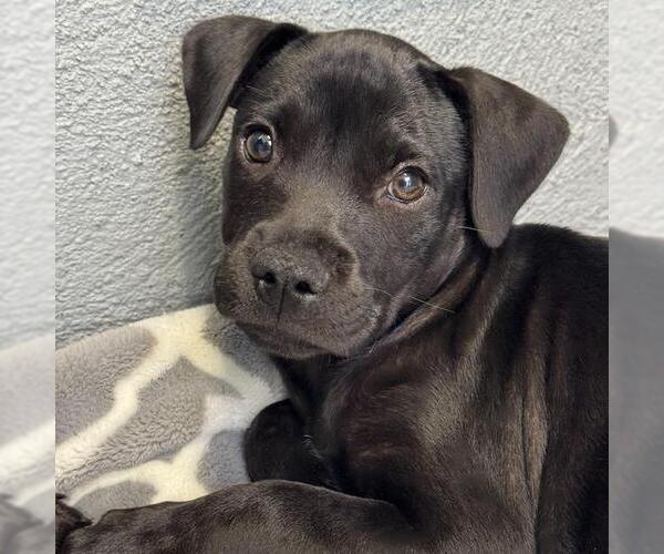 Medium Photo #1 Boxador Puppy For Sale in San Diego, CA, USA