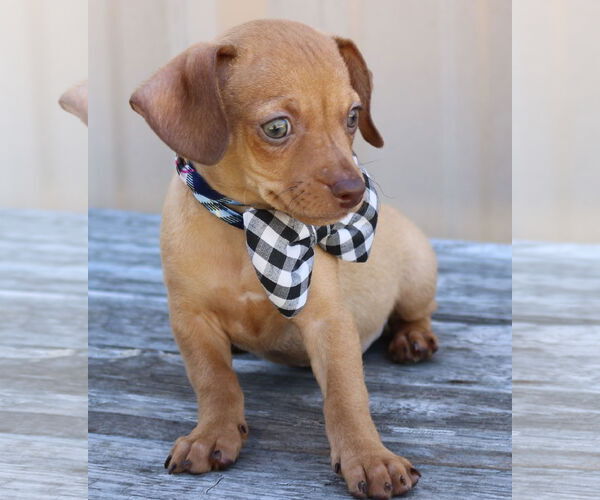 Medium Photo #2 Chiweenie Puppy For Sale in Bandera, TX, USA