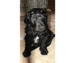 Small Photo #7 Aussie-Poo Puppy For Sale in SALYERSVILLE, KY, USA