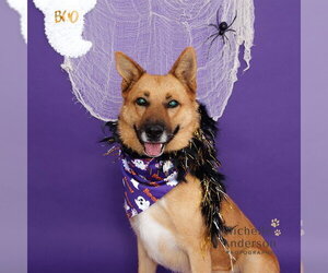 Gerberian Shepsky Dogs for adoption in Corona, CA, USA