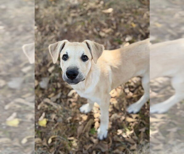 Medium Photo #7 Labrador Retriever-Unknown Mix Puppy For Sale in OKLAHOMA CITY, OK, USA
