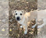 Small Photo #7 Labrador Retriever-Unknown Mix Puppy For Sale in OKLAHOMA CITY, OK, USA