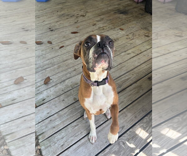 Medium Photo #2 Boxer Puppy For Sale in Dumont, NJ, USA