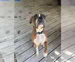 Small #1 Boxer
