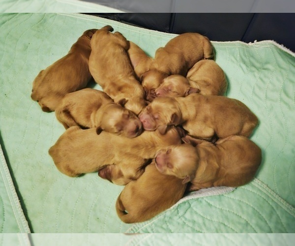 Medium Photo #2 Golden Retriever Puppy For Sale in SALISBURY, NC, USA