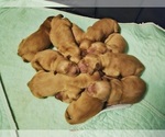 Small #1 Golden Retriever