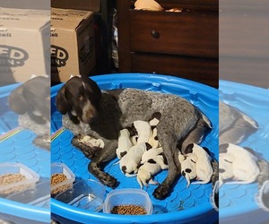 Mother of the German Shorthaired Pointer puppies born on 07/04/2022