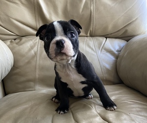 Boston Terrier Puppy for sale in CHARLOTTESVILLE, VA, USA