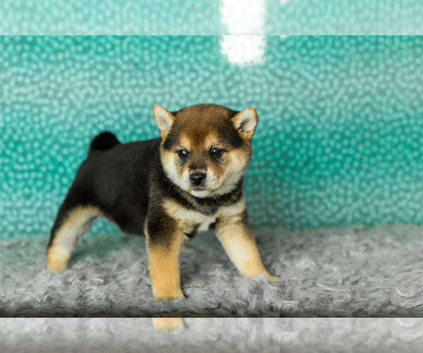 Medium Photo #26 Shiba Inu Puppy For Sale in MILLERSBURG, IN, USA