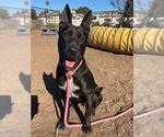 ALLIE* - Female Australian Kelpie-Unknown Mix Dog for Adoption - Small photo