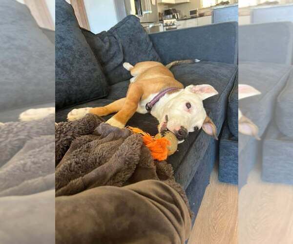 Medium Photo #7 American Pit Bull Terrier-Labrador Retriever Mix Puppy For Sale in Lakewood, CO, USA