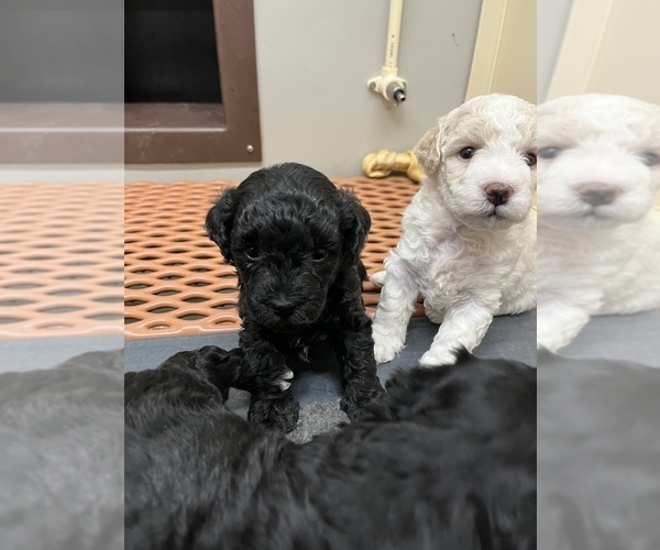 Medium Photo #6 Poodle (Miniature) Puppy For Sale in TIPPECANOE, IN, USA