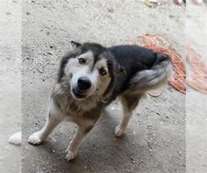 Huskies -Unknown Mix Dogs for adoption in San Antonio, TX, USA