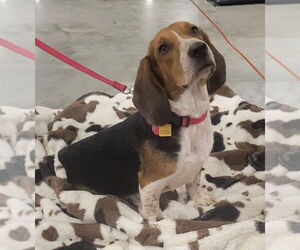 Beagle Dogs for adoption in Dunnellon, FL, USA