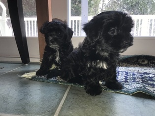 Poodle (Toy)-Yorkshire Terrier Mix Puppy for sale in CROFTON, MD, USA
