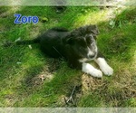 Puppy Zoro Border Collie