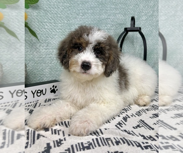 Medium Photo #4 Miniature Bernedoodle Puppy For Sale in FRANKLIN, IN, USA
