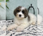 Small #3 Miniature Bernedoodle