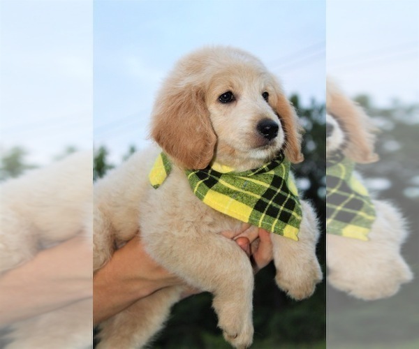 Medium Photo #46 Goldendoodle Puppy For Sale in TIMBERLAKE, NC, USA