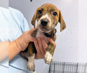 Mutt Dogs for adoption in Gilberts, IL, USA
