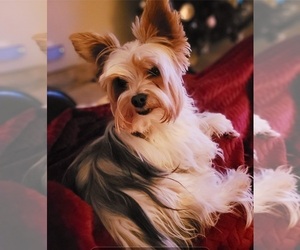 Father of the Yorkshire Terrier puppies born on 01/15/2025