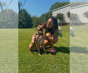 Ingrid - Female Boxer-Unknown Mix Dog for Adoption - Photo #3