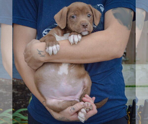 Medium Photo #3 American Staffordshire Terrier-Chocolate Labrador retriever Mix Puppy For Sale in Huntley, IL, USA