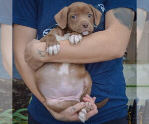 Gabriela - Female American Staffordshire Terrier-Chocolate Labrador retriever Mix Dog for Adoption - Photo #3