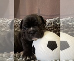 Small Photo #11 French Bulldog Puppy For Sale in NEWARK, NJ, USA