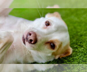 Monica - Female Labrador Retriever-Unknown Mix Dog for Adoption - Photo #4
