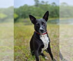 Small Border Collie
