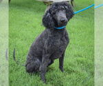 Small #2 Mutt