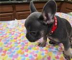 Puppy Red Boy French Bulldog
