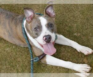 American Pit Bull Terrier-Unknown Mix Dogs for adoption in Tallahassee, FL, USA