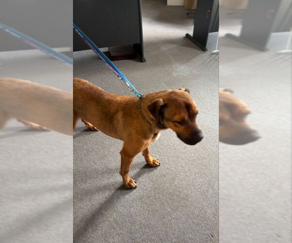 Medium Photo #4 Black Mouth Cur-Boxer Mix Puppy For Sale in Winston Salem, NC, USA