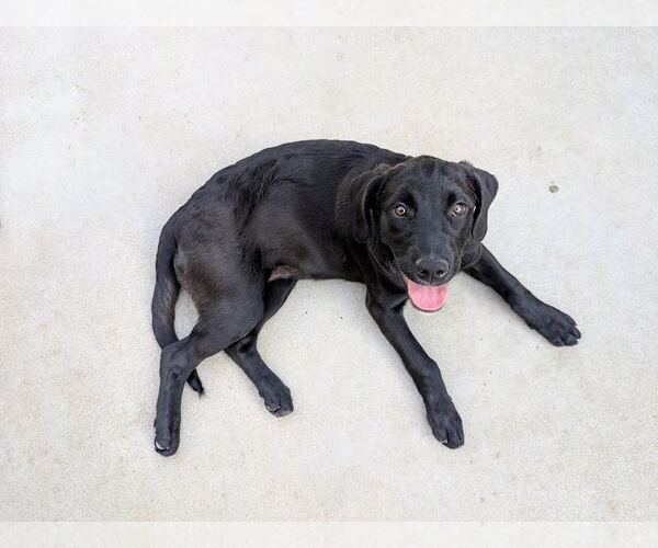 Medium Photo #3 Labrador Retriever-Unknown Mix Puppy For Sale in Clovis, CA, USA