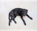 Small #2 Labrador Retriever Mix