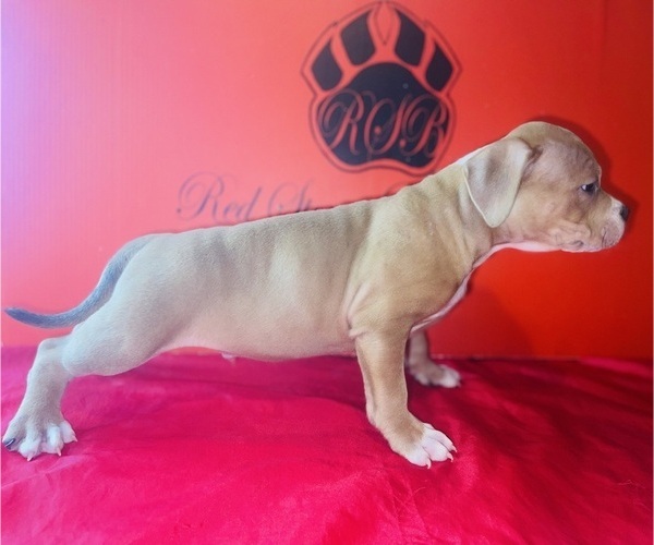 Medium Photo #2 American Bully Puppy For Sale in TRENTON, NJ, USA