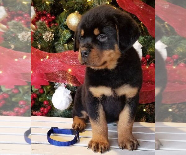 Medium Photo #8 Rottweiler Puppy For Sale in PINE GROVE, PA, USA