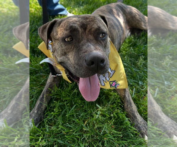 Medium Photo #4 American Staffordshire Terrier Puppy For Sale in Lawrenceville, NJ, USA