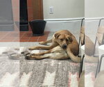 Small Photo #2 Mountain Cur-Unknown Mix Puppy For Sale in Boston, MA, USA