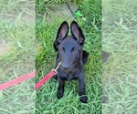 Small Photo #5 German Shepherd Dog Puppy For Sale in BURLESON, TX, USA