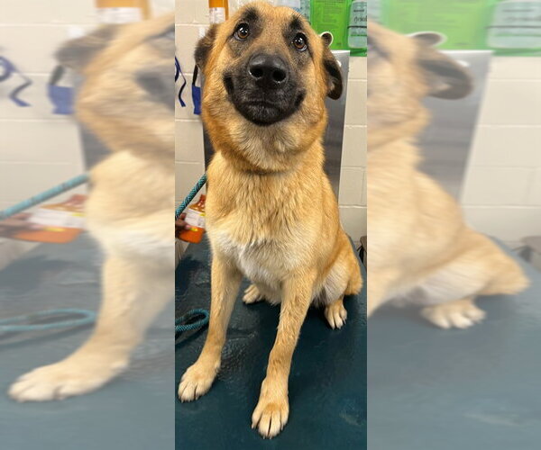 Medium Photo #1 German Shepherd Dog-Unknown Mix Puppy For Sale in Mobile, AL, USA